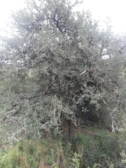 Sebastiania commersoniana