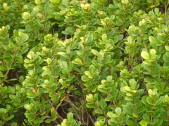 Searsia crenata