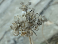 Allium psebaicum