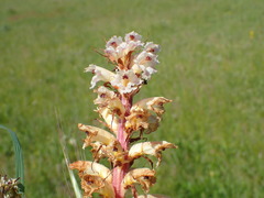 Orobanche amethystea amethystea
