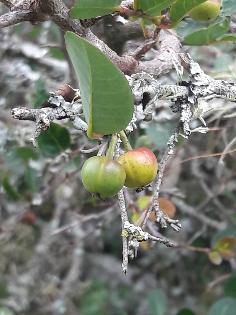 Sebastiania commersoniana