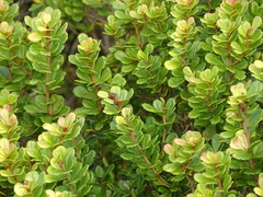 Searsia crenata