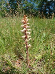 Orobanche amethystea amethystea
