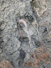 Seseli ponticum