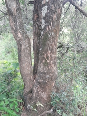 Sebastiania commersoniana