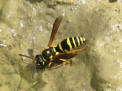 Syneuodynerus egregius