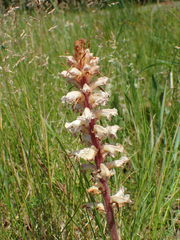 Orobanche amethystea amethystea
