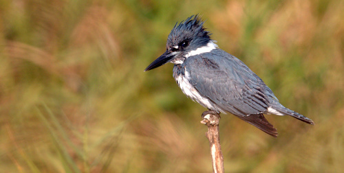 Megaceryle alcyon image