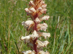 Orobanche amethystea amethystea
