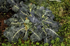 Brassica oleracea italica