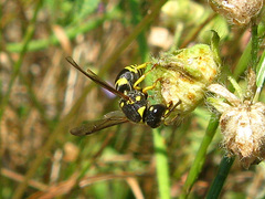 Ancistrocerus auctus