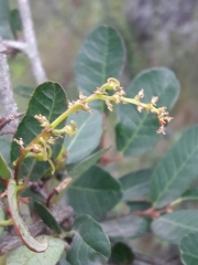 Sebastiania commersoniana