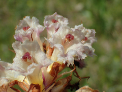 Orobanche amethystea amethystea