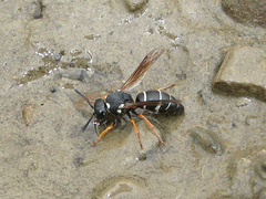 Antepipona nigricornis