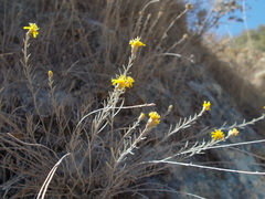 Gutierrezia californica