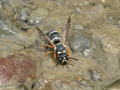 Antepipona orbitalis