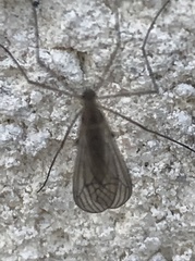 Trichocera hiemalis