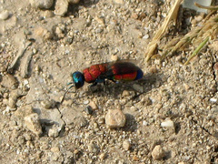 Chrysis cylindrica