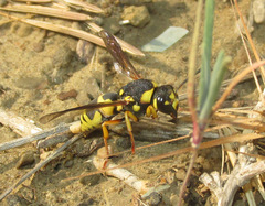 Euodynerus fastidiosus