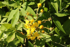 Stigmaphyllon bonariense