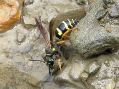 Euodynerus velutinus