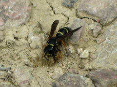 Gymnomerus laevipes