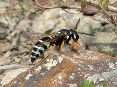 Hemipterochilus bembeciformis