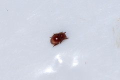 Thorictus grandicollis