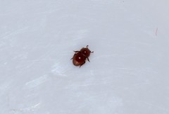 Thorictus grandicollis