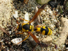 Katamenes dimidiatus