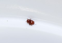 Thorictus grandicollis