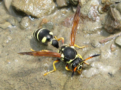 Katamenes flavigularis