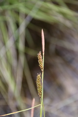 Carex binervis