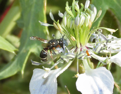 Leptochilus alpestris