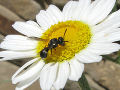 Leptochilus membranaceus
