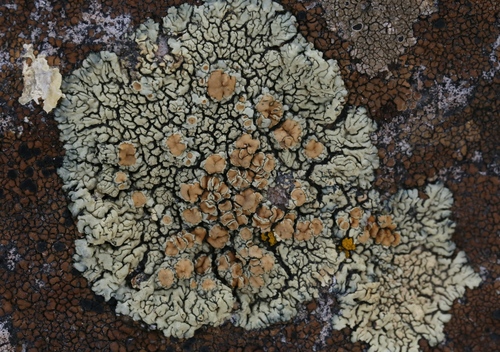 iNaturalist observation photo of Common Lichens