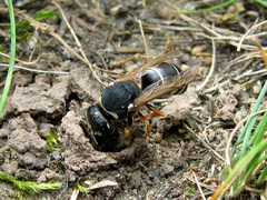 Odynerus femoratus