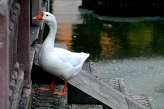 Anser cygnoides domesticus