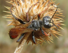 Palmodes strigulosus