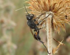Palmodes strigulosus