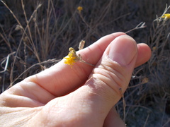 Gutierrezia californica