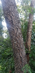 Anadenanthera peregrina