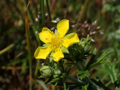 Potentilla neglecta