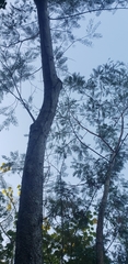 Anadenanthera peregrina