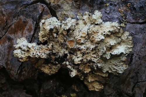 iNaturalist observation photo of Mountain Candlewax Lichen