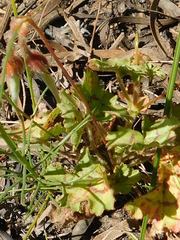 Ciconium