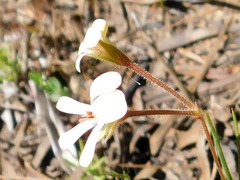 Ciconium