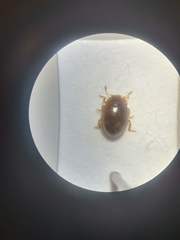 Rhyzobius litura