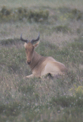 Alcelaphus buselaphus cokii