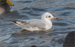 Chroicocephalus ridibundus